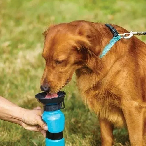 Aqua Dog